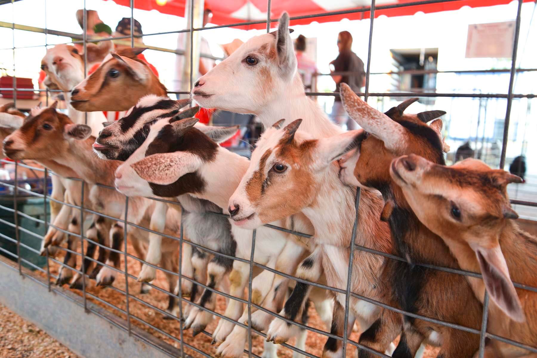 Livestock Committee Richland County Fair